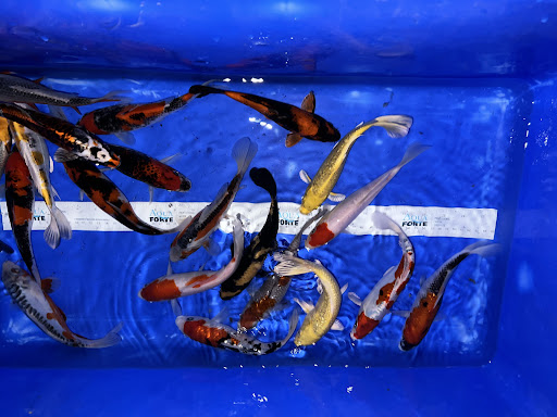 Koi Preiß
