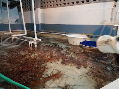 Photos of Lobster Alive