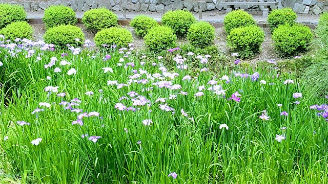 Kiyosumi Garden