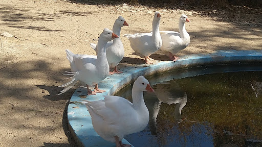 Parc del Xipreret - Thumbnail