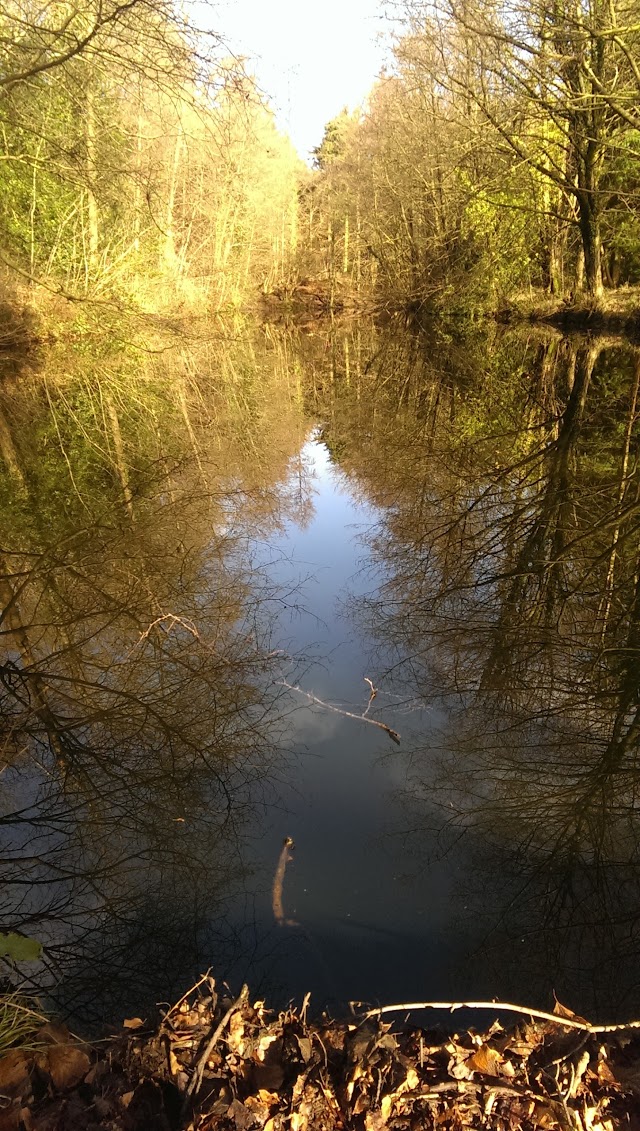 Forêt de Dean