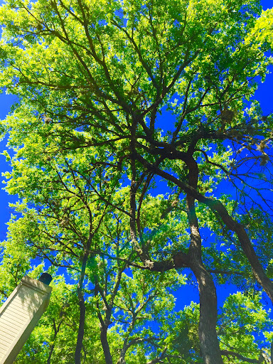 Oak Parke - Visual