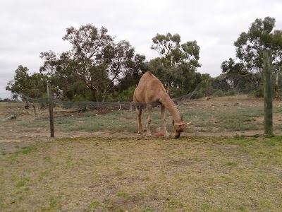 Photos of Cockatoo Downs Farmstay