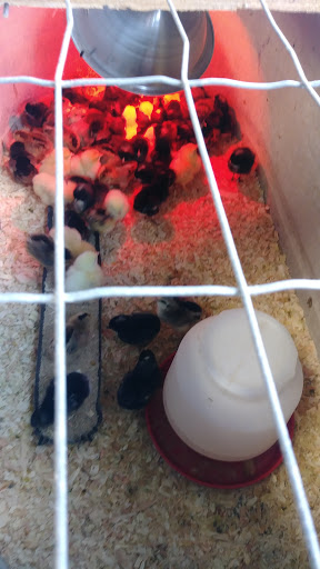 El Sobrante Feed & Pet Supplies - Thumbnail