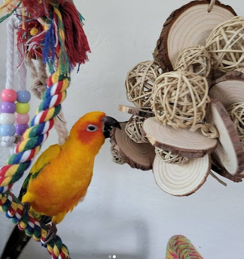 parrotJOY - Visual