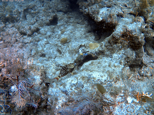 French Reef - Thumbnail