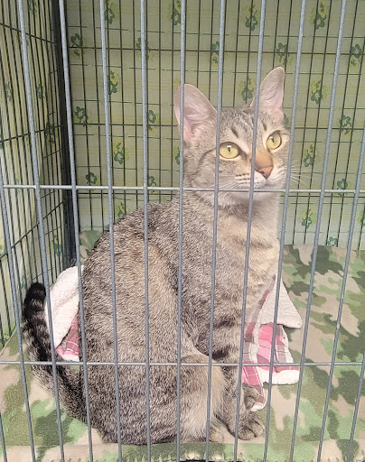 Enid SPCA - Visual