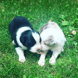 Photo n°19 de Les Peluches Australiennes à Rozérieulles (Éleveur)