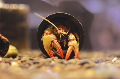 Photos of Crayfish Keepers