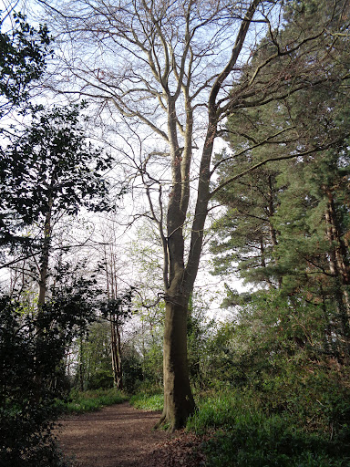 Bodlondeb Woods - Thumbnail
