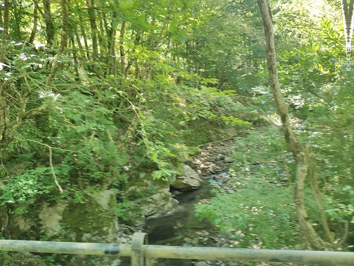 Foreste Casentinesi Vers Toscano - Thumbnail