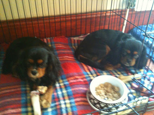 Alnorthumbria Veterinary Group - Ashington - Thumbnail