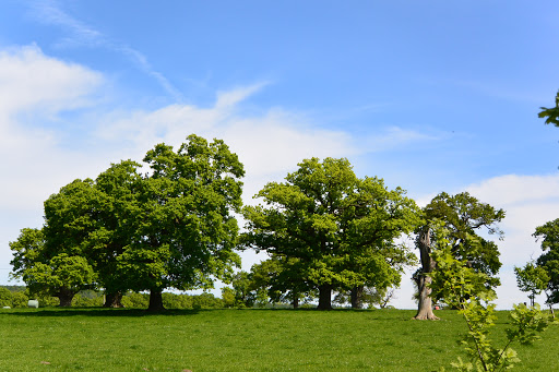 Naturdenkmal Huteeichengruppe