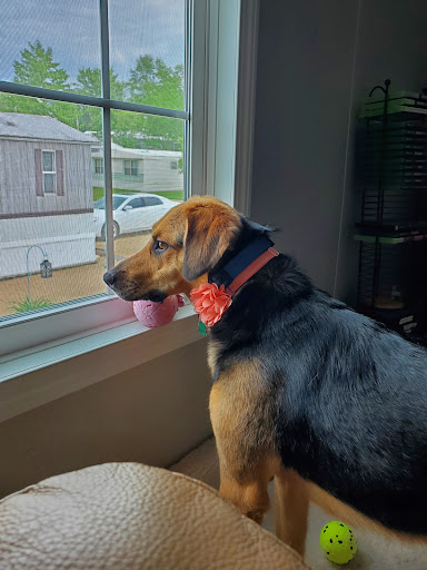 Puppy Parlor Gallery - United States