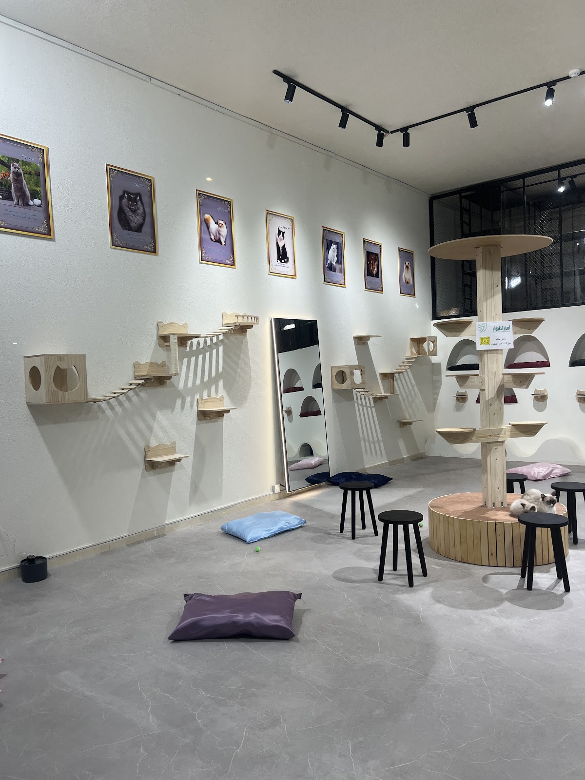 العصافير الجميلة - صورة 2