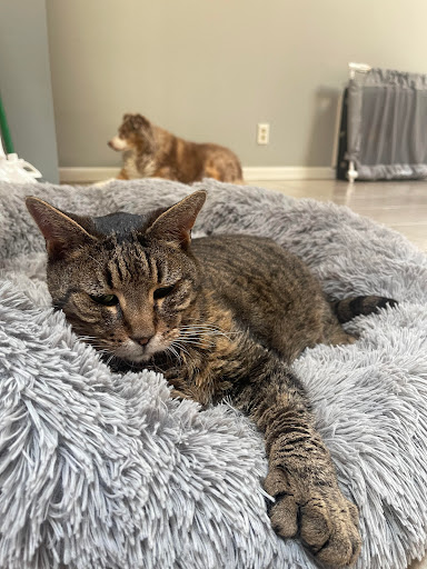 Peaceful Moments Veterinary Care - Thumbnail