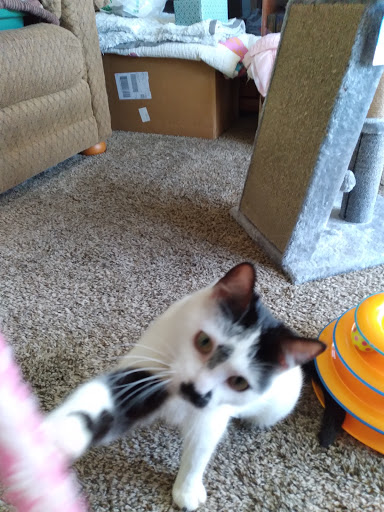 Flathead County Animal Shelter - Thumbnail