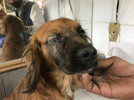 CLINICA VETERINARIA SOMA