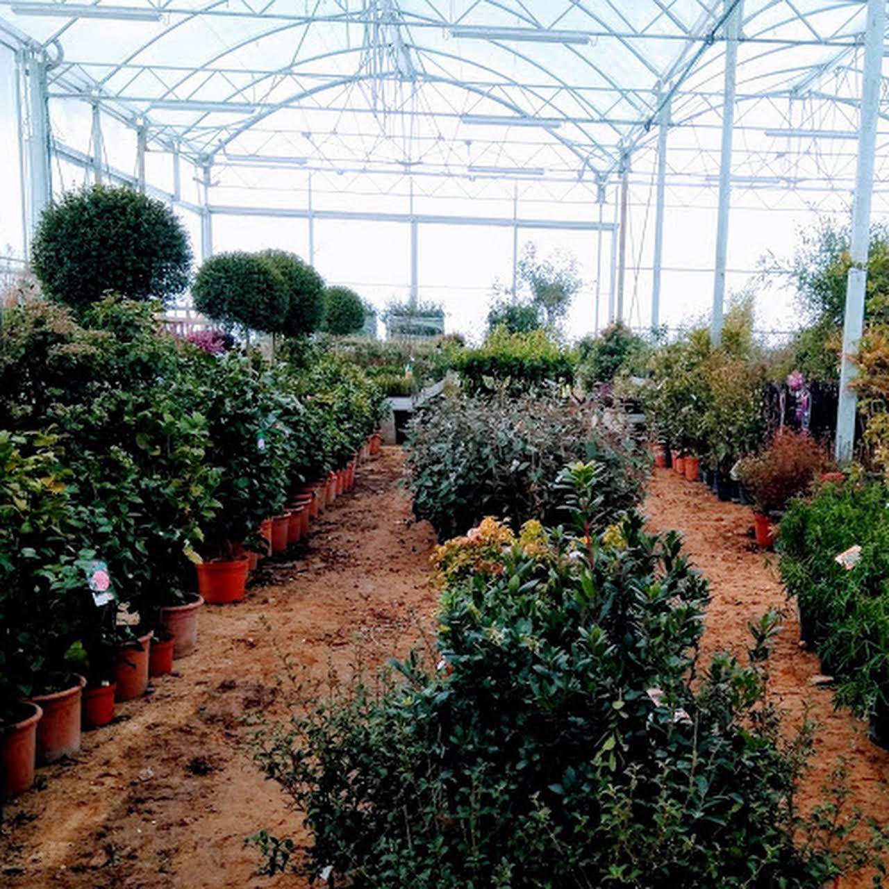 LES PEPINIERES DU PLESSIS LUZARCHES Pépinière à Le PlessisLuzarches