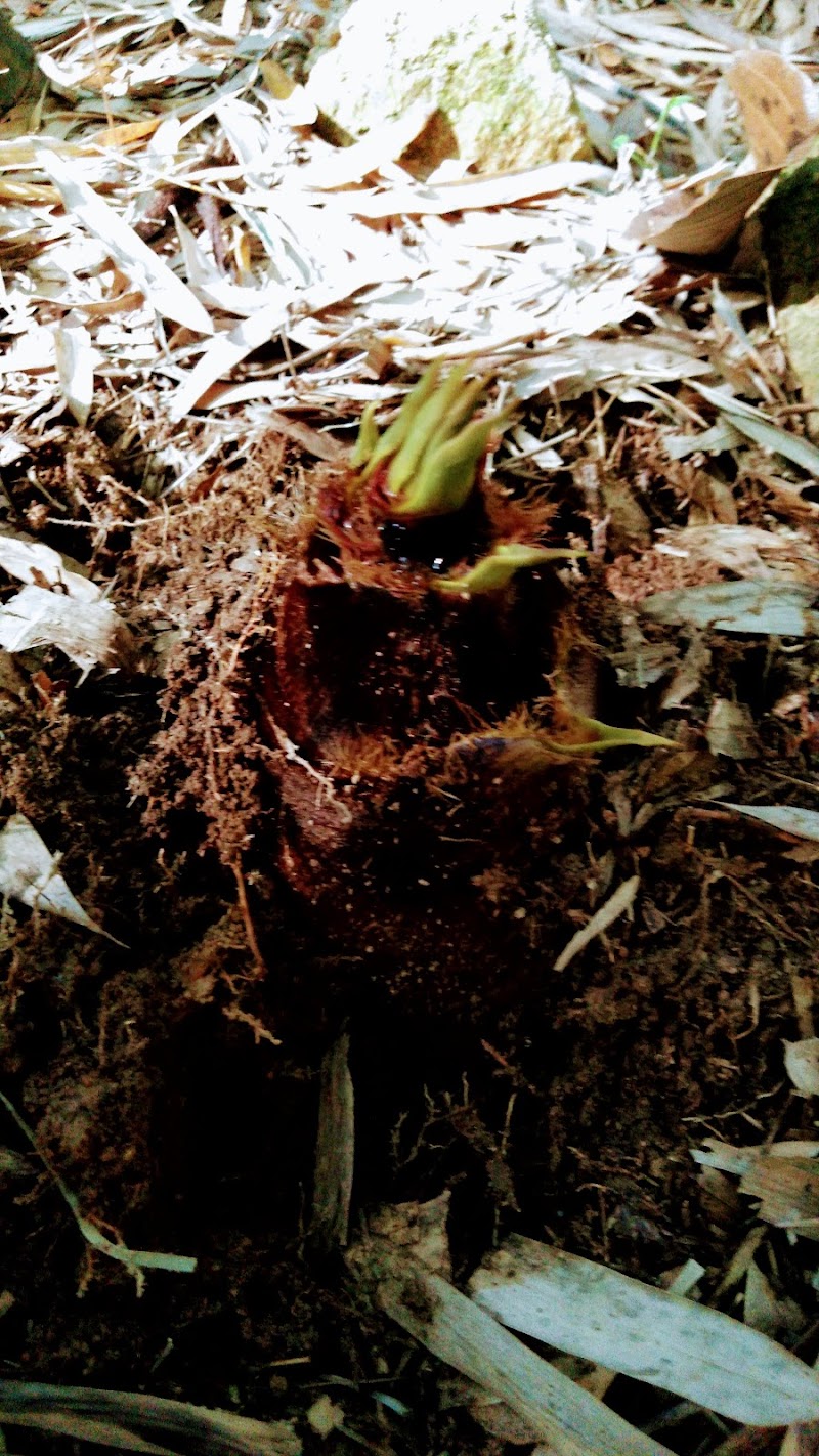 （株）神戸山菜