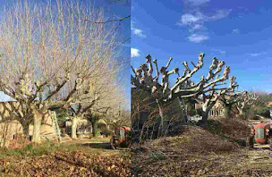 Photo n°6 de Toutain Élagage à Maisons-Laffitte (Service d'élagage)