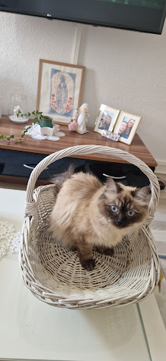 Ragdoll Kittens - Thumbnail