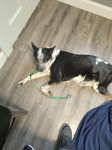 Frankfort Veterinary Clinic - Thumbnail