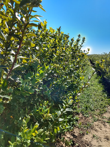 Agricola De Fuerte Fe