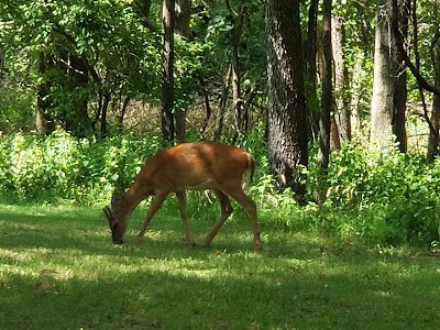 Wayne Fitzgerrell State Park