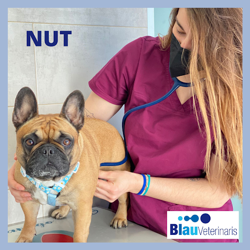 Blau Veterinaris Arenys de Mar