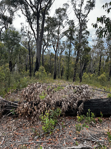 Top Lake, Mallacoota Inlet - Thumbnail