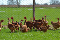 Earl de la Cussonnerie à Saint-Porchaire
