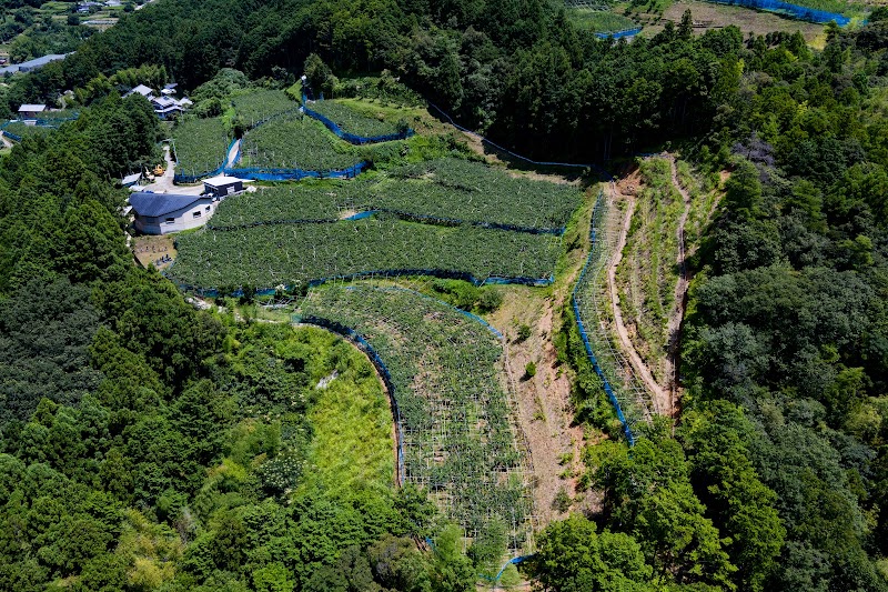 有限会社 森本果樹園