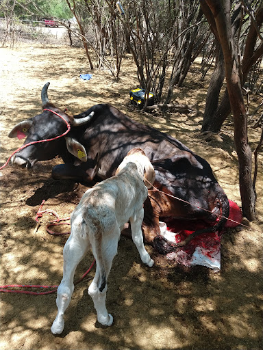 Veterinaria Sergio Jacobo