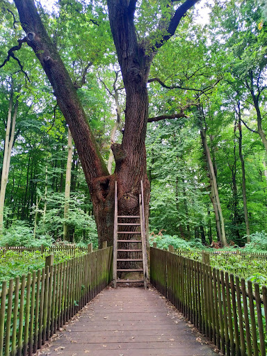 Bridegroom's Oak