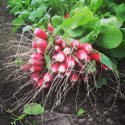 Photo n°41 de Cueillette de Hoymille . Cueillette Chapeau De Paille à Hoymille (Magasin)