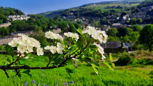 Hebden Herbs - Thumbnail