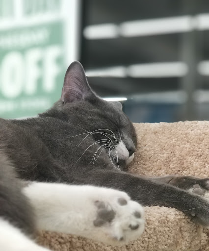 Pet Supplies Plus Farmington Hills - Thumbnail