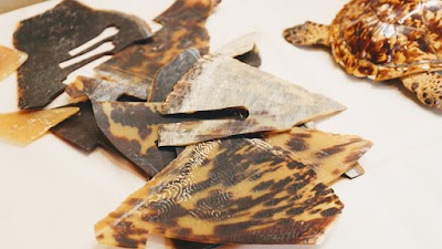 江戸べっ甲 田中・べっ甲体験教室(スクール) Edo Bekko Tanaka