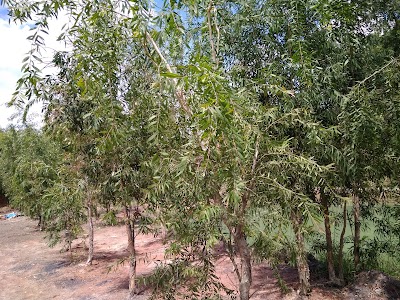 Photos of PT Bukit Asam