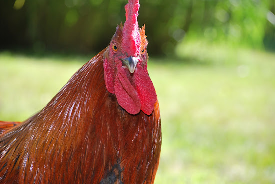 Murano Chicken Farm by null