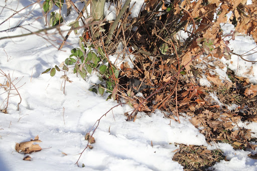 Cappenberger Wald - Thumbnail