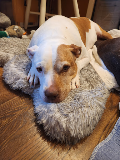 Michigan Humane - Thumbnail