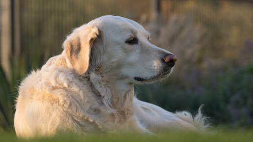 Heart of Vermont Vet: At-Home End-of-Life Care for Pets - Thumbnail