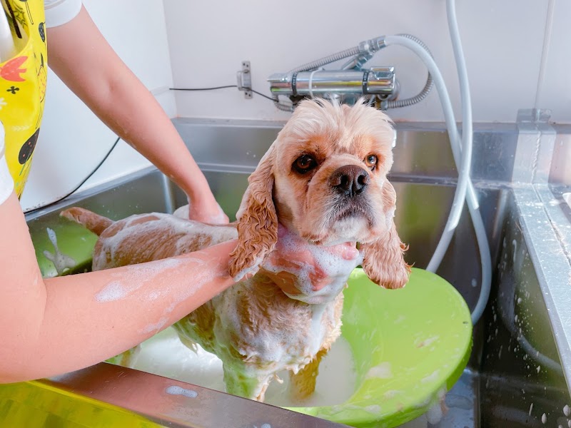 わんこの美容室SOARA