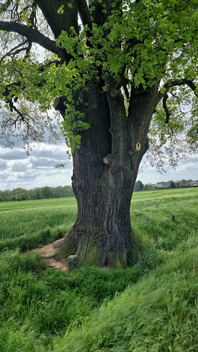 Grenzeiche - Visual