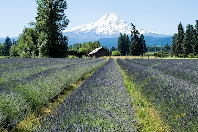 Lavender Valley