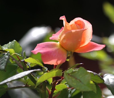Photos of Blumen M&uuml;nger AG