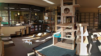 猫カフェ キャッチー