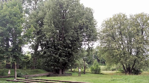 Papilės penkiolikakamienė liepa